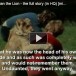 christian the lion youtube video