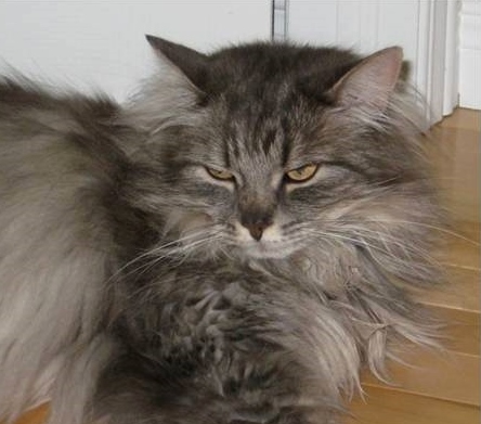 Hermoine the Cat