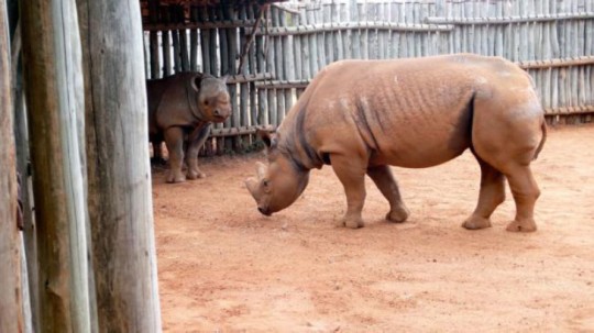 Two of the black Rhinos, Jabu and Deborah. Mkomazi 2009