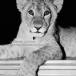 Christian the Lion. Photo by Derek Cattani.