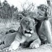 Joy Adamson with Elsa