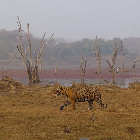 Tiger in Ranthambore National Park 2016. Photograph Ace Bourke.